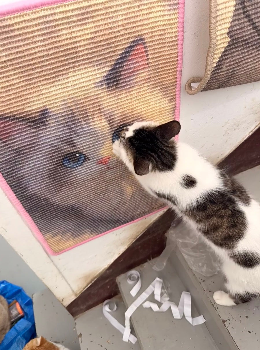 Customer's black-and-white cat using a newly mounted pink-edged portrait scratcher
